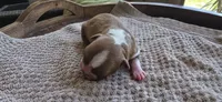 Peanut, a female Boston Terrier for sale in Bradenton, FL – 3 of 8