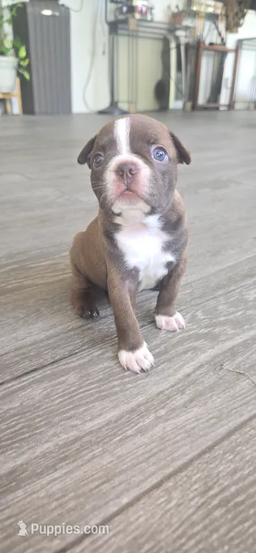 Cocoa – Boston Terrier puppy for sale in Bradenton, FL