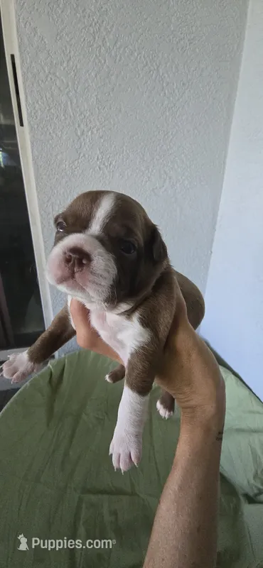 Peanut – Boston Terrier puppy for sale in Bradenton, FL