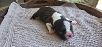Oreo, a female Boston Terrier for sale in Bradenton, FL – 3 of 7