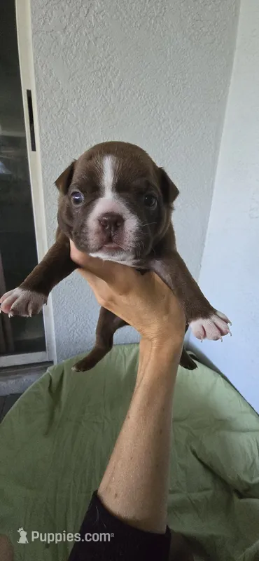 Cocoa – Boston Terrier puppy for sale in Bradenton, FL