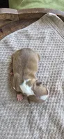 Peanut, a female Boston Terrier for sale in Bradenton, FL – 7 of 8