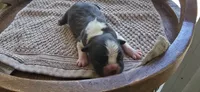 Oreo, a female Boston Terrier for sale in Bradenton, FL – 5 of 7