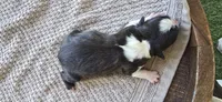 Oreo, a female Boston Terrier for sale in Bradenton, FL – 7 of 7