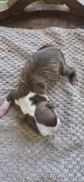 Chip, a female Boston Terrier for sale in Bradenton, FL – 9 of 10