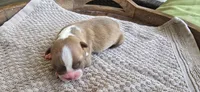 Peanut, a female Boston Terrier for sale in Bradenton, FL – 6 of 8