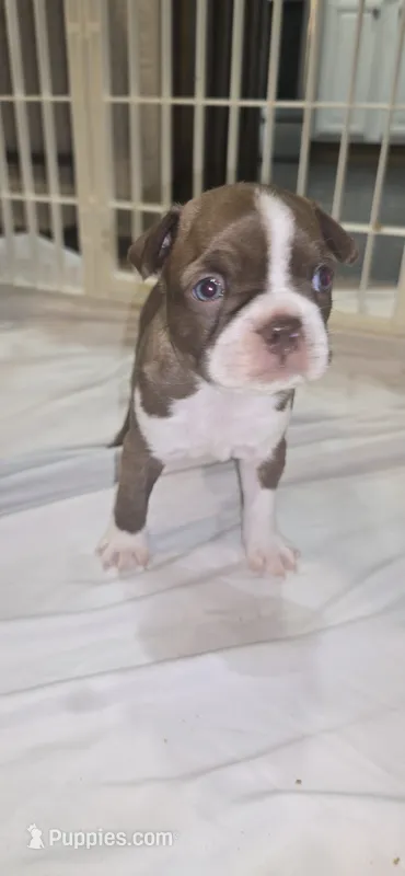 Peanut – Boston Terrier puppy for sale in Bradenton, FL
