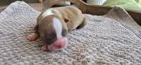 Peanut, a female Boston Terrier for sale in Bradenton, FL – 2 of 8