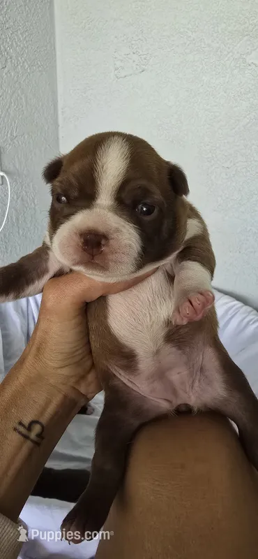 Peanut – Boston Terrier puppy for sale in Bradenton, FL