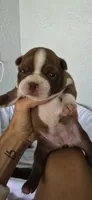 Peanut, a female Boston Terrier for sale in Bradenton, FL – 1 of 8