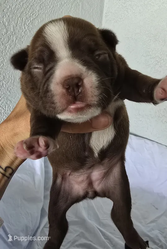 Cocoa – Boston Terrier puppy for sale in Bradenton, FL