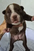 Cocoa, a female Boston Terrier for sale in Bradenton, FL – 1 of 8