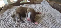 Cocoa, a female Boston Terrier for sale in Bradenton, FL – 2 of 8