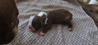 Chip, a female Boston Terrier for sale in Bradenton, FL – 6 of 10