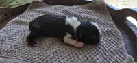 Oreo, a female Boston Terrier for sale in Bradenton, FL – 6 of 7