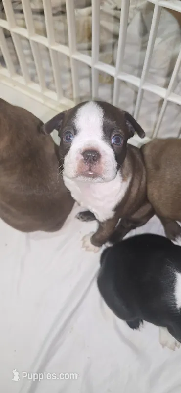 Chip – Boston Terrier puppy for sale in Bradenton, FL