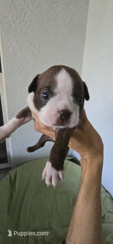 Chip – Boston Terrier puppy for sale in Bradenton, FL