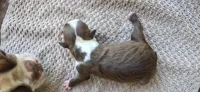 Chip, a female Boston Terrier for sale in Bradenton, FL – 8 of 10