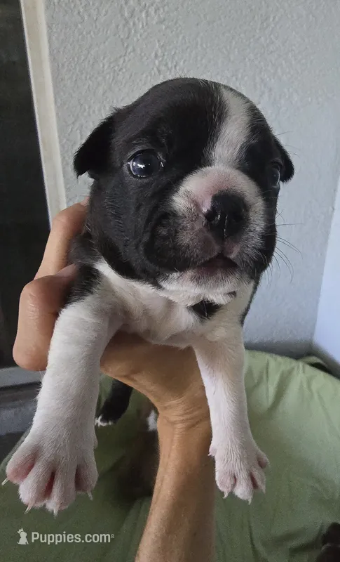 Oreo – Boston Terrier puppy for sale in Bradenton, FL