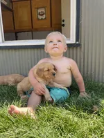 Bear, a male Golden Retriever for sale in Chillicothe, IL – 2 of 8
