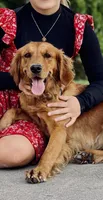 Bear, a male Golden Retriever for sale in Chillicothe, IL – 4 of 7