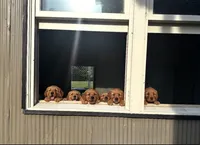 Daisy, a female Golden Retriever for sale in Chillicothe, IL – 3 of 10