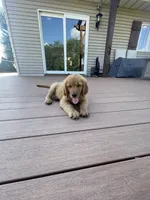 Hazel (AKC), a female Golden Retriever for sale in Chillicothe, IL – 8 of 8
