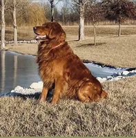 Daisy, a female Golden Retriever for sale in Chillicothe, IL – 4 of 10