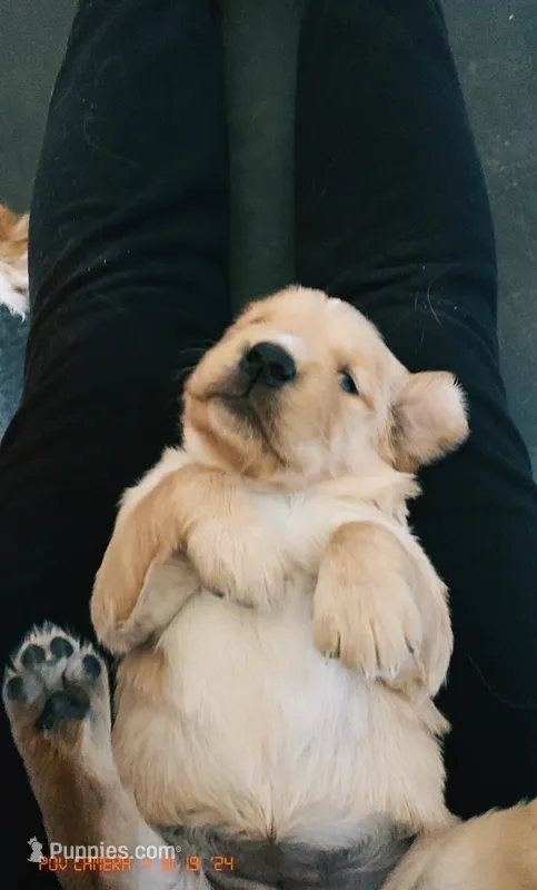 Daisy – Golden Retriever puppy for sale in Chillicothe, IL