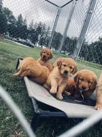 Bear, a male Golden Retriever for sale in Chillicothe, IL – 3 of 7