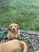 Rosie (AKC), a female Golden Retriever for sale in Chillicothe, IL – 5 of 9