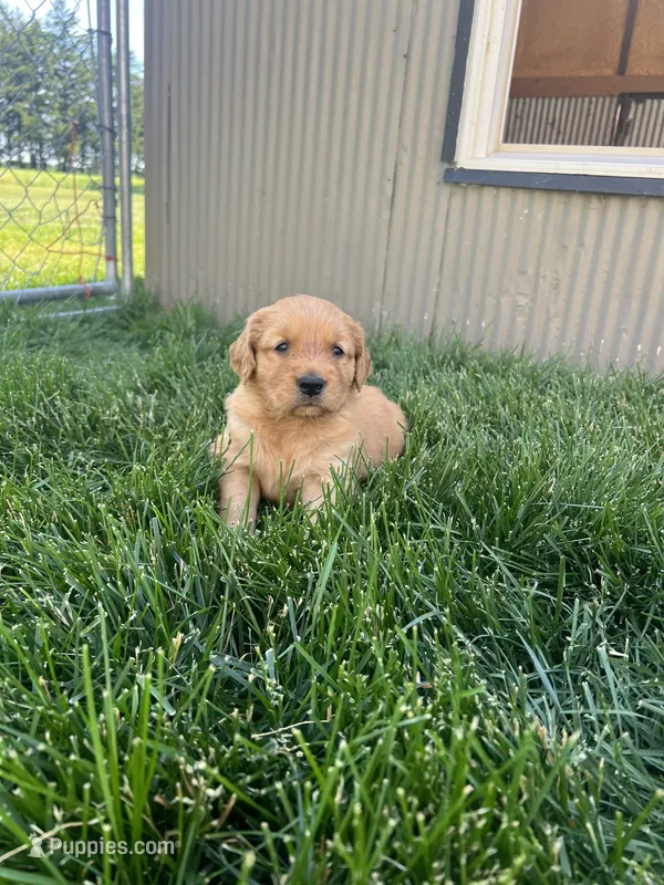 Bear – Golden Retriever puppy for sale in Chillicothe, IL