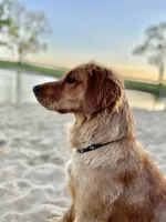 Bear, a male Golden Retriever for sale in Chillicothe, IL – 6 of 7