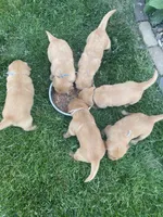Hazel (AKC), a female Golden Retriever for sale in Chillicothe, IL – 6 of 8