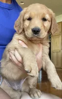 Hazel (AKC), a female Golden Retriever for sale in Chillicothe, IL – 3 of 8