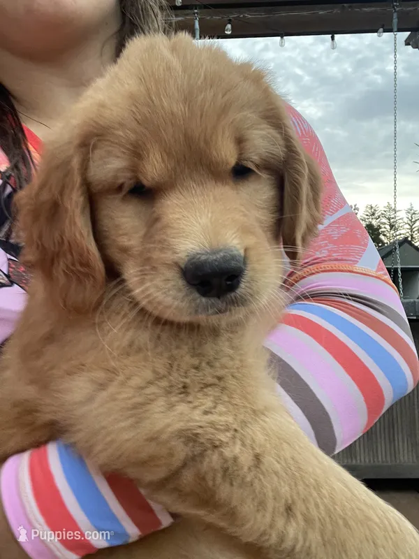 Rosie (AKC) – Golden Retriever puppy for sale in Chillicothe, IL