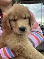 Rosie (AKC), a female Golden Retriever for sale in Chillicothe, IL – 1 of 9