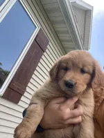 Rosie (AKC), a female Golden Retriever for sale in Chillicothe, IL – 4 of 9