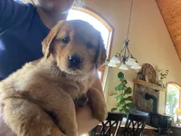 Rosie (AKC), a female Golden Retriever for sale in Chillicothe, IL – 6 of 9