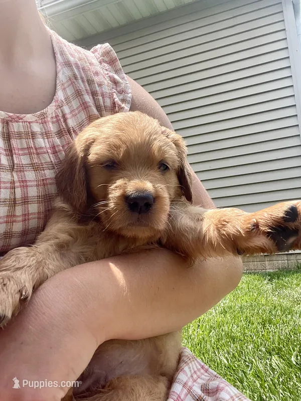 Hazel (AKC) – Golden Retriever puppy for sale in Chillicothe, IL