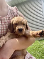 Hazel (AKC), a female Golden Retriever for sale in Chillicothe, IL – 1 of 8