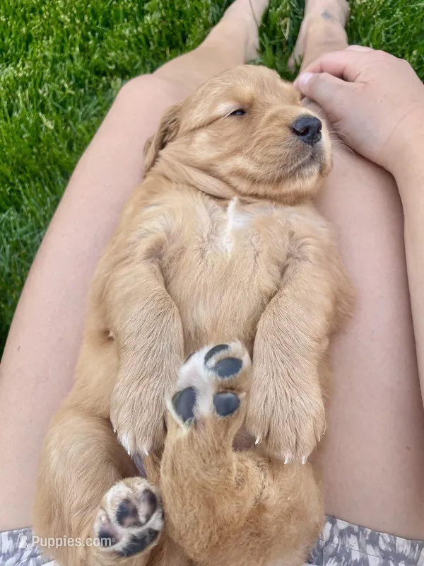 Daisy – Golden Retriever puppy for sale in Chillicothe, IL