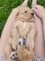 Daisy (AKC), a female Golden Retriever for sale in Chillicothe, IL – 1 of 10