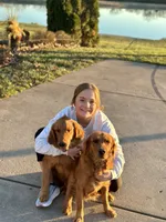 Daisy, a female Golden Retriever for sale in Chillicothe, IL – 10 of 10