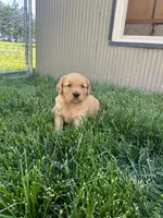 Daisy (AKC), a female Golden Retriever for sale in Chillicothe, IL – 2 of 10