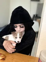 Kilo, a male Alaskan Husky and Pomeranian for sale in Olivehurst, CA – 4 of 4
