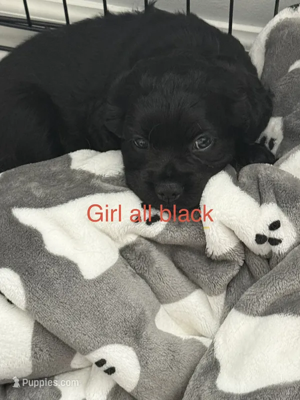 Cupcake  – Cocker Spaniel puppy for sale in Montebello, CA