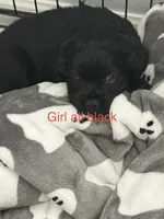 Cupcake , a female Cocker Spaniel for sale in Montebello, CA – 1 of 1