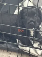 Loki Jr. , a male Cocker Spaniel for sale in Montebello, CA – 2 of 2