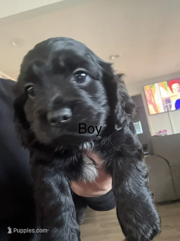 Loki Jr.  – Cocker Spaniel puppy for sale in Montebello, CA